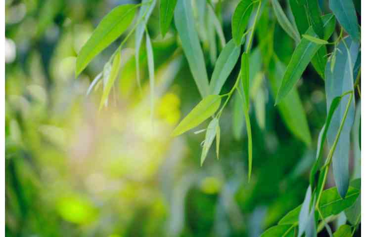 piante che allontana i ragni
