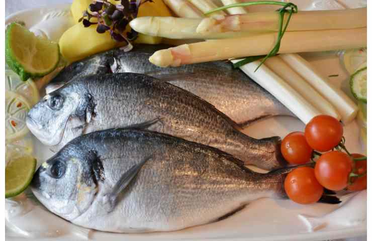 alimentazione ittica