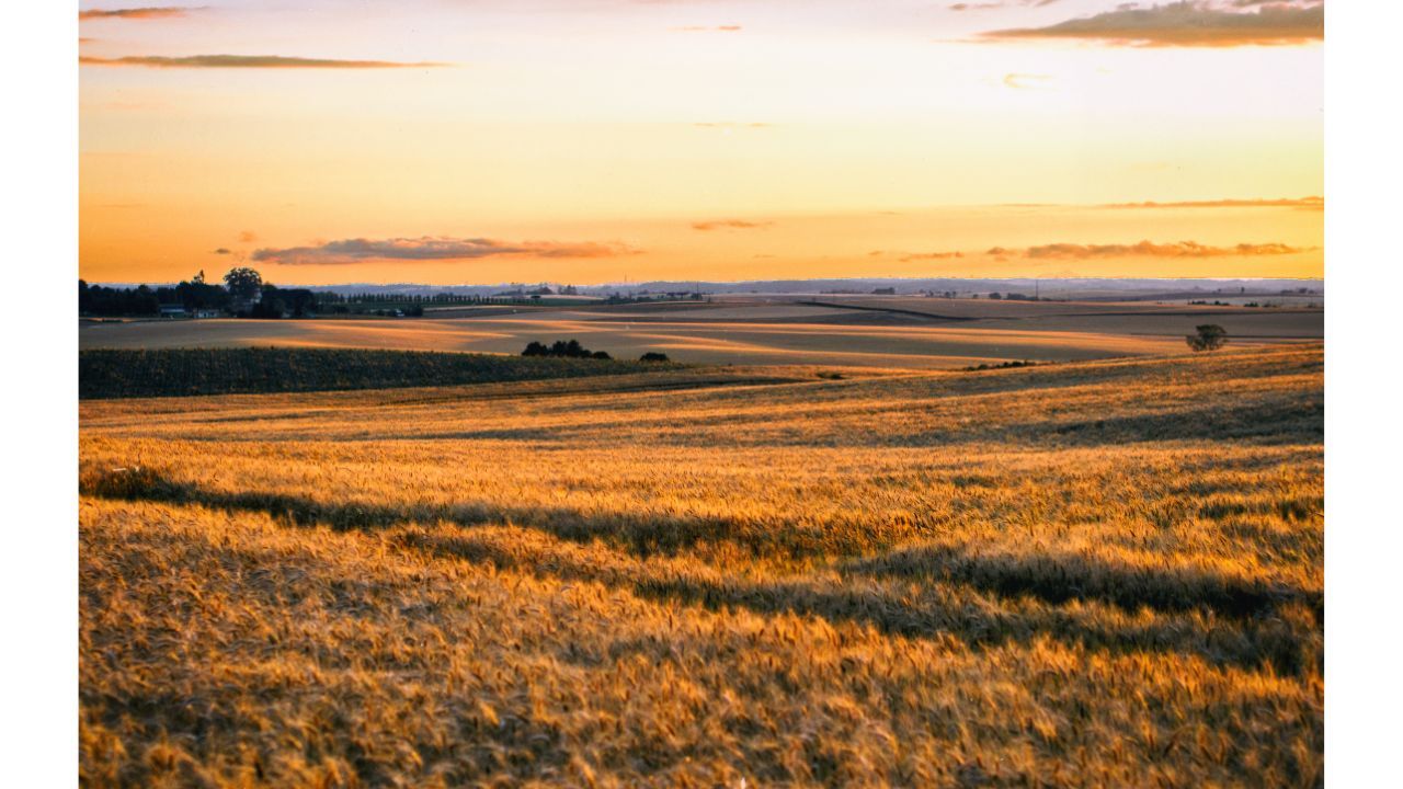 campo di grano