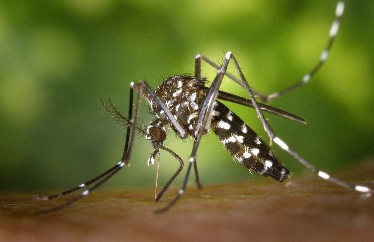 zanzara africana, portatrice di malaria 