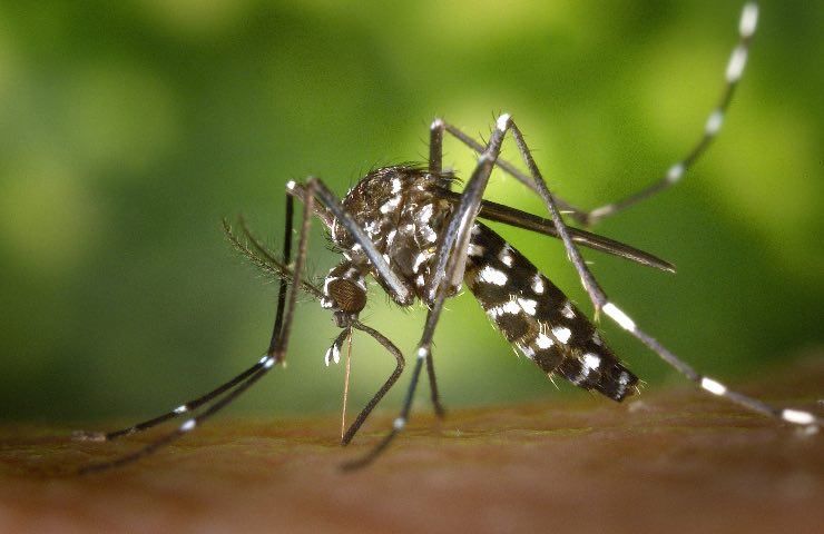 zanzara africana, portatrice di malaria