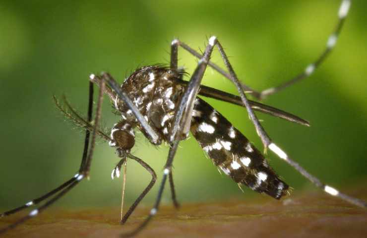 Zanzara West Nile causa un virus