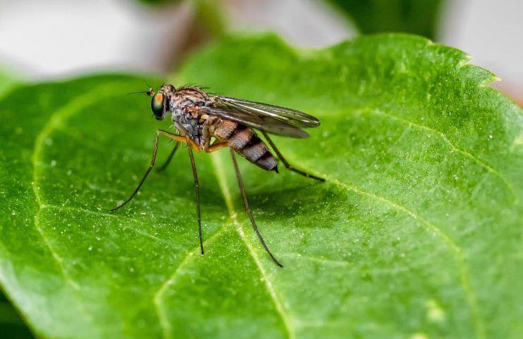 zanzara africana, il profumo che le attira