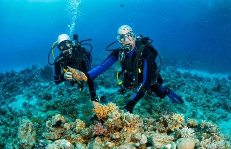 pesce scorpione avvistamento calabria