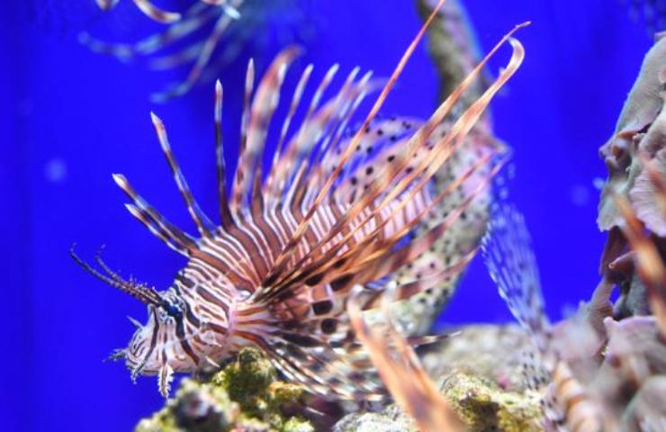 pesce scorpione avvistamento calabria