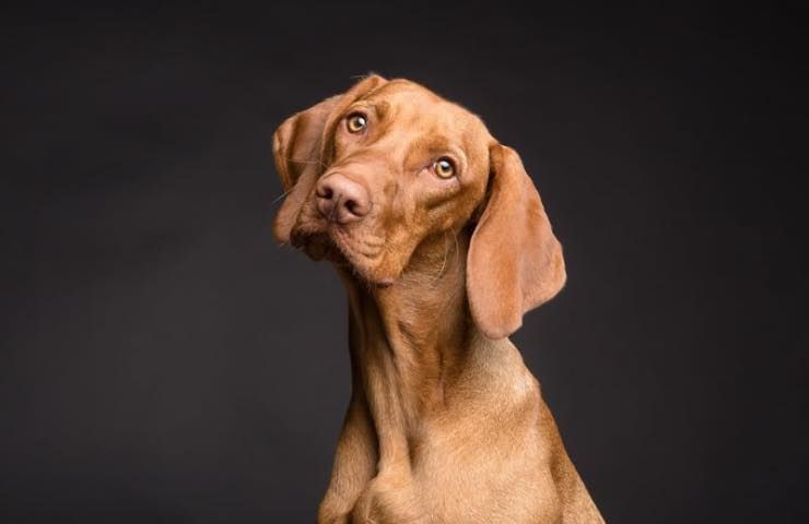 Se un cane abbaia al nulla
