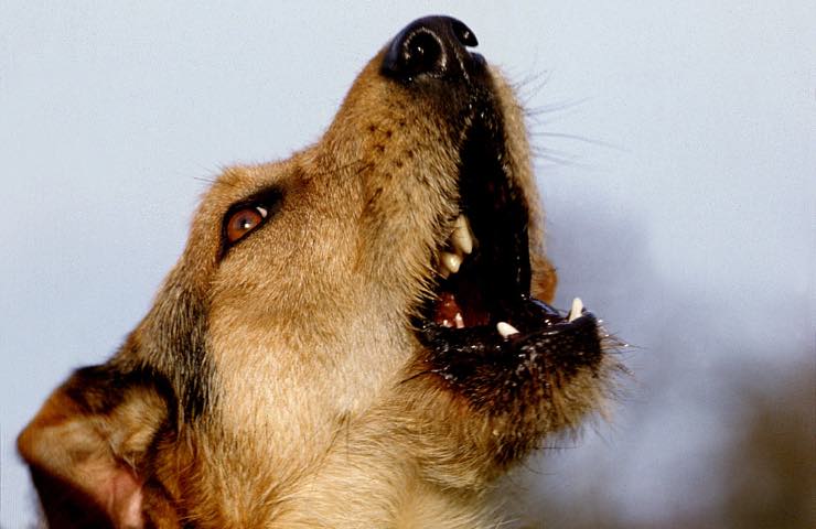 Cane che abbaia nel nulla