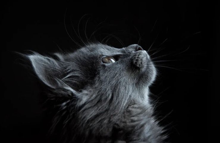 I gatti vedono davvero gli spiriti?