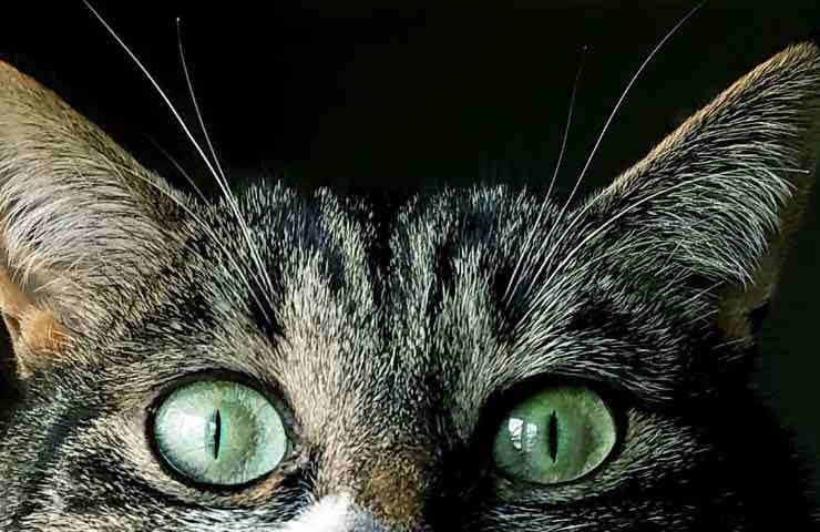 Gatto, sesto senso