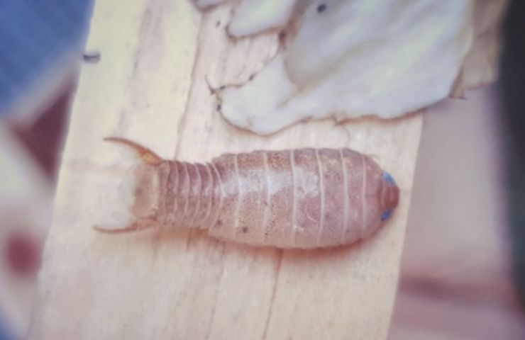 insetti di mare
