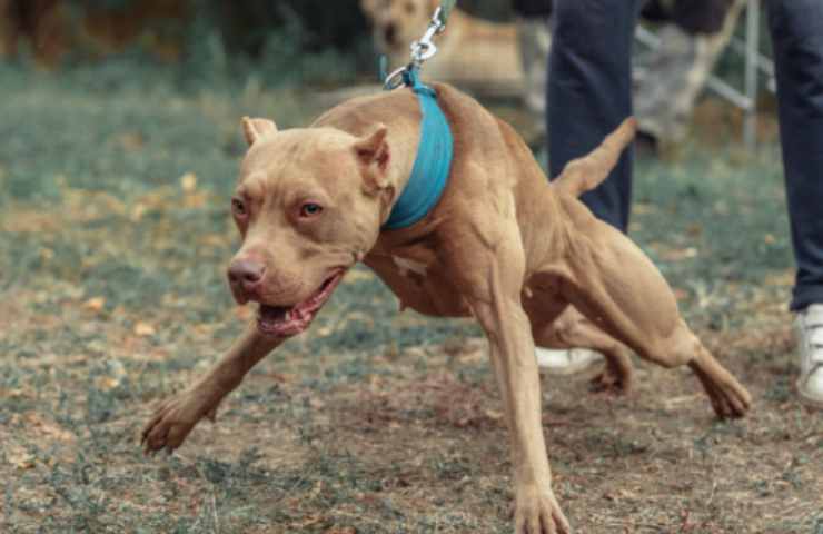 pitbull attacca una sposa