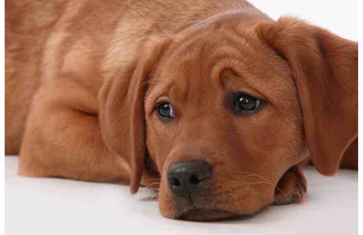 cane triste