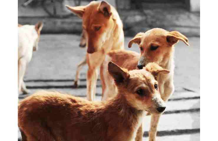 Islam contro i cani