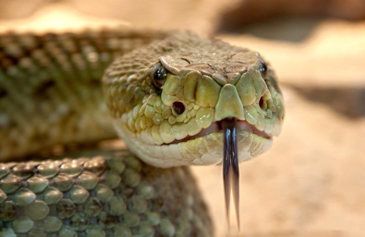Anziano signore trova un serpente nella spesa