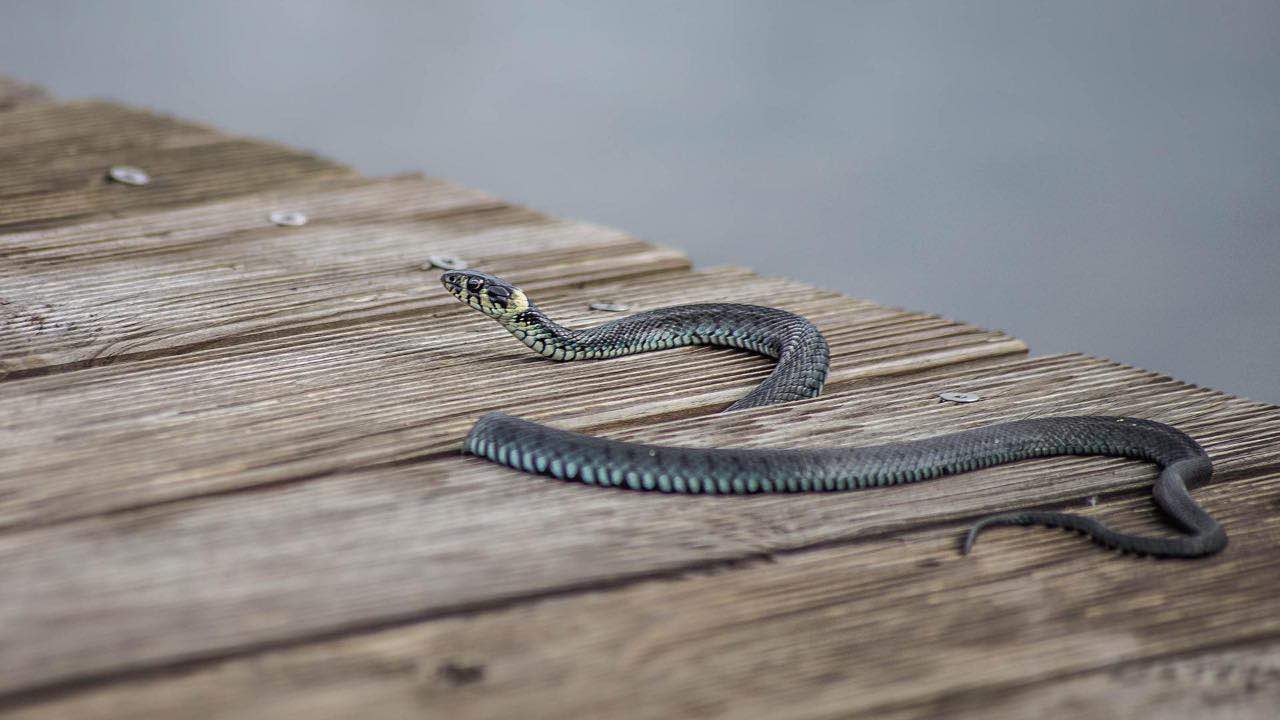 Serpente nella busta delle verdure