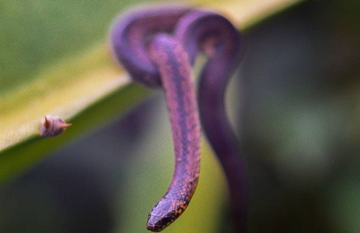 Serpente nella busta delle verdure