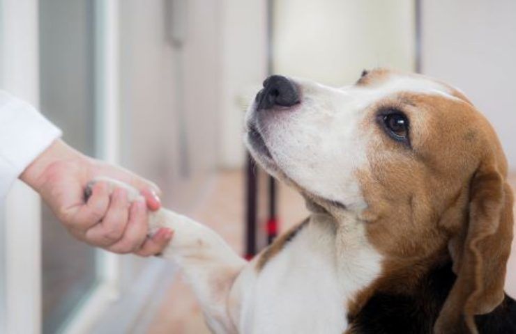 cani gatti bambini