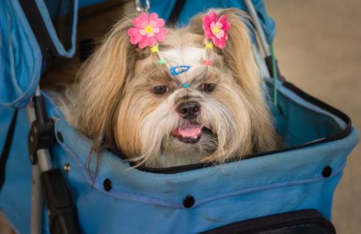 ministra roccella nomi cani gatti