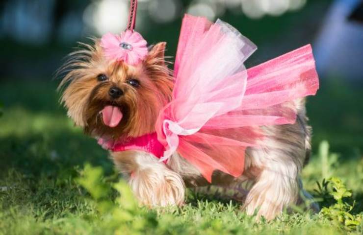 ministra roccella nomi cani gatti
