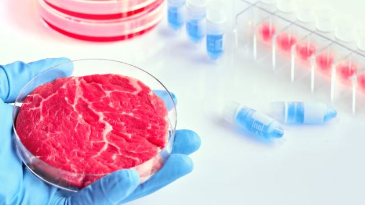 senato vieta carne sintetica