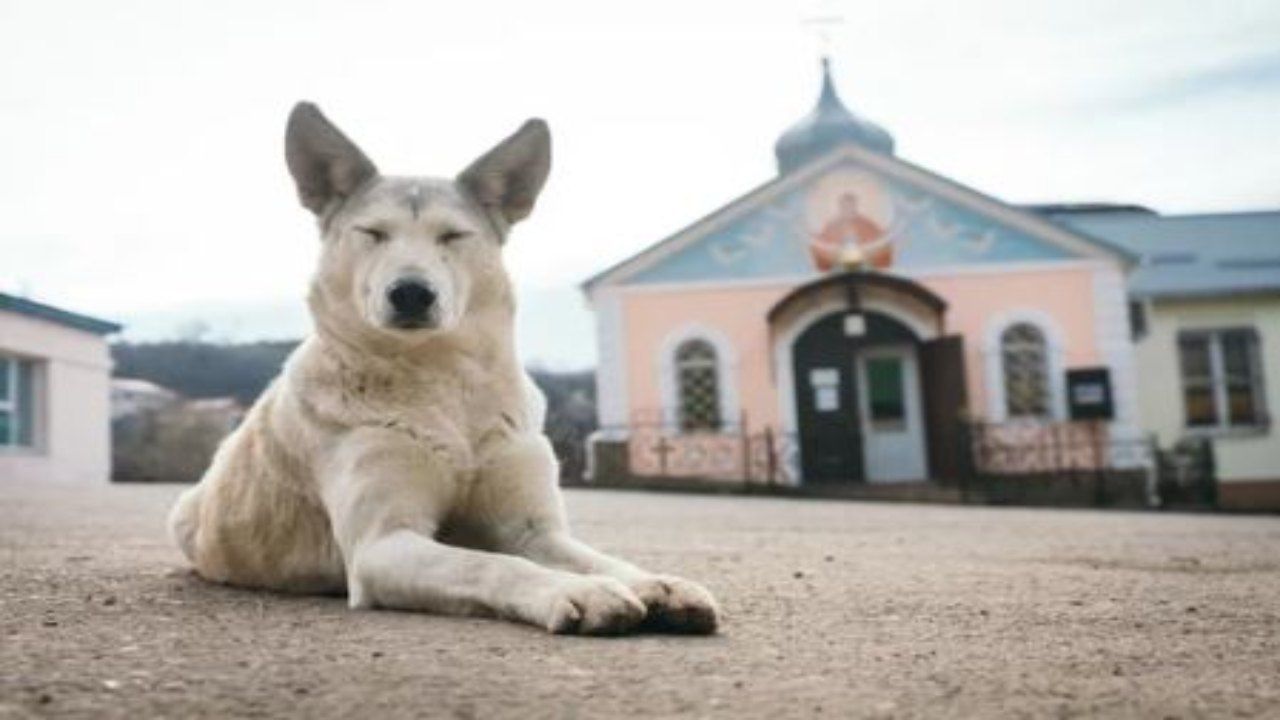 cane chiesa